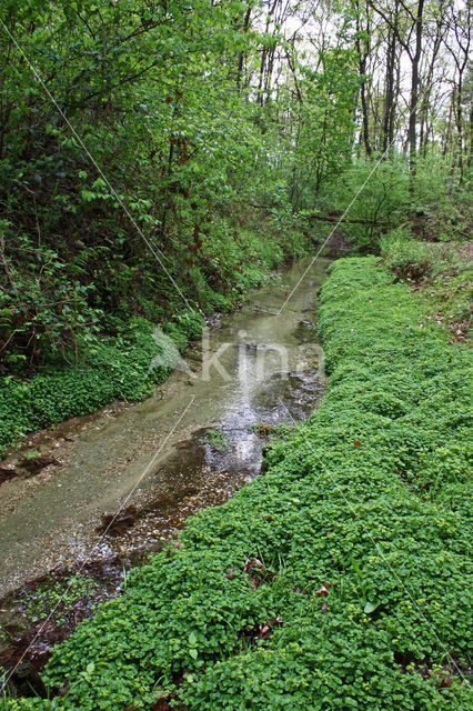 Opposite-leaved Golden Saxifrage (Chrysosplenium oppositifolium)