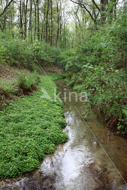 Paarbladig goudveil (Chrysosplenium oppositifolium)