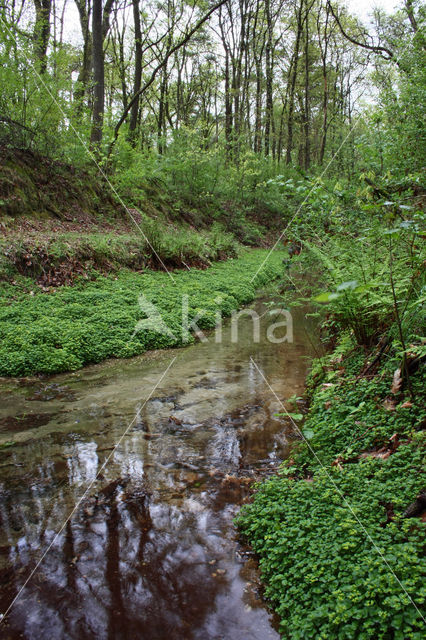 Opposite-leaved Golden Saxifrage (Chrysosplenium oppositifolium)