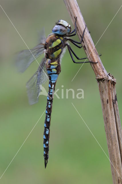Paardenbijter (Aeshna mixta)
