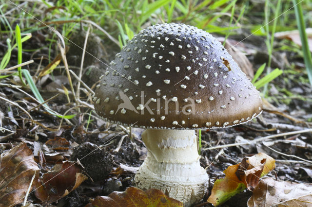 Panther mushroom (Amanita pantherina)