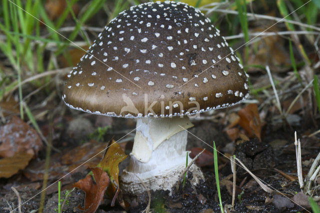 Panther mushroom (Amanita pantherina)