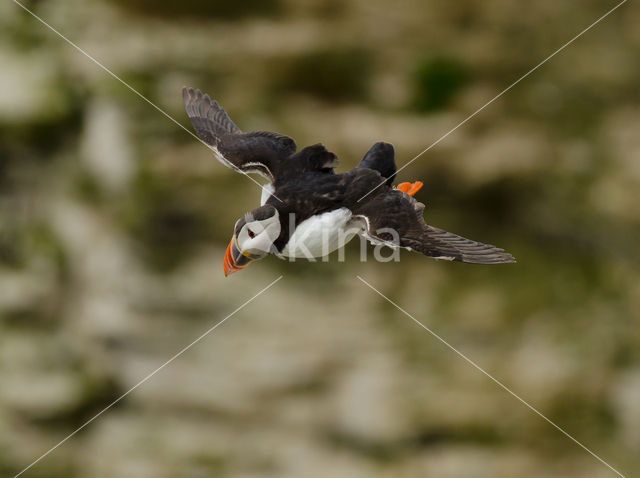 Atlantic Puffin (Fratercula arctica)