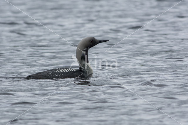 Arctic Loon