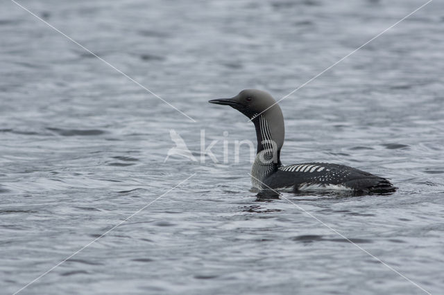 Arctic Loon