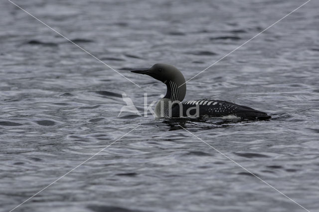 Arctic Loon