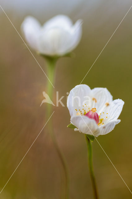 Northern Grass-of-parnassus (Parnassia palustris)