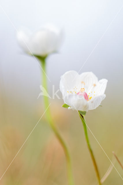 Parnassia (Parnassia palustris)