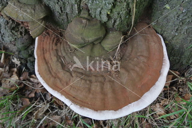 Platte tonderzwam (Ganoderma lipsiense)