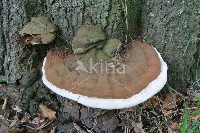 Platte tonderzwam (Ganoderma lipsiense)