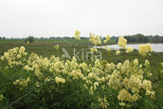 Common Meadow-rue (Thalictrum flavum)