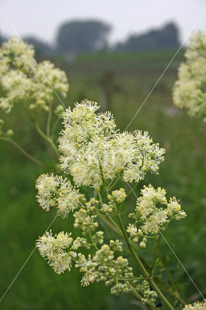 Common Meadow-rue (Thalictrum flavum)