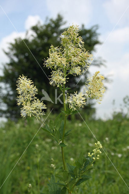 Common Meadow-rue (Thalictrum flavum)