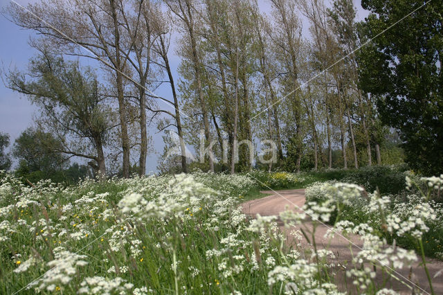 Poplar (Populus spec.)