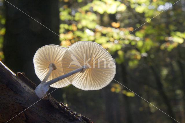 Porcelain fungus (Oudemansiella mucida)
