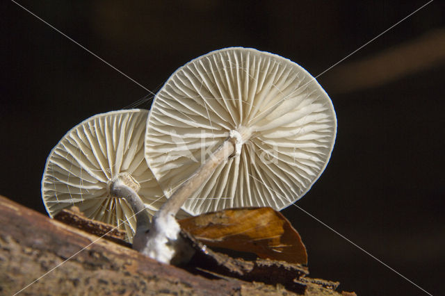 Porcelain fungus (Oudemansiella mucida)