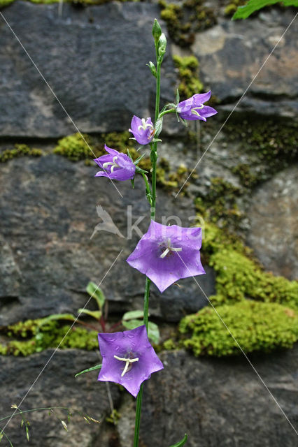 Peach-leaved Bellflower (Campanula persicifolia)