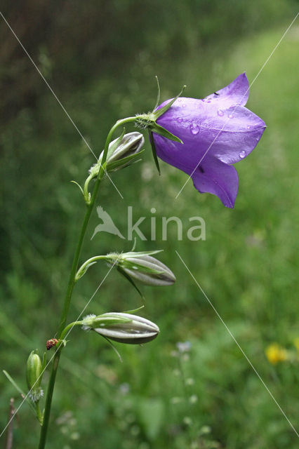 Peach-leaved Bellflower (Campanula persicifolia)