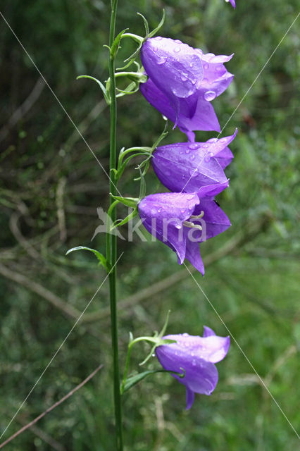 Peach-leaved Bellflower (Campanula persicifolia)