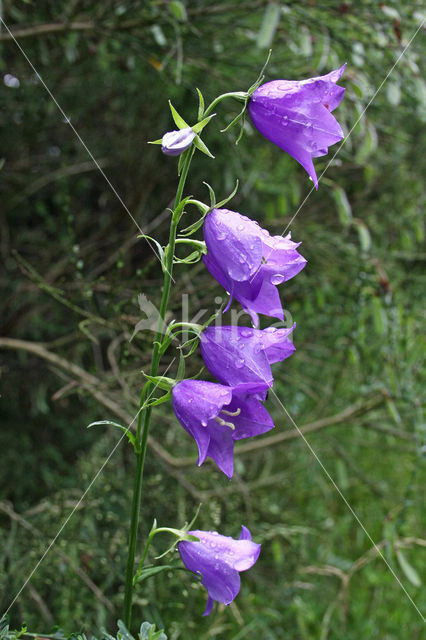 Peach-leaved Bellflower (Campanula persicifolia)