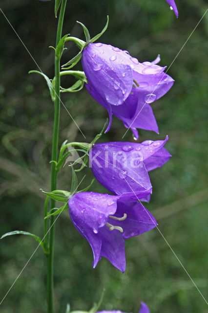 Peach-leaved Bellflower (Campanula persicifolia)