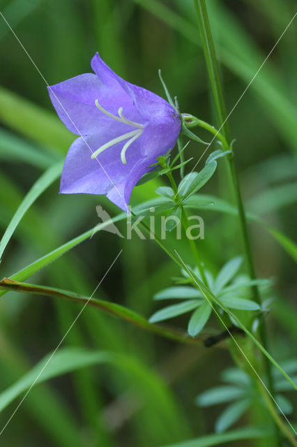 Peach-leaved Bellflower (Campanula persicifolia)