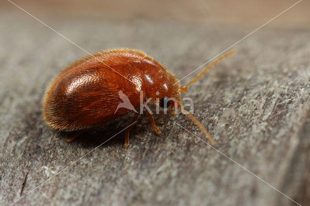 Prionocyphon serricornis