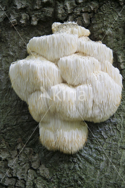 Bearded tooth (Hericium erinaceus)