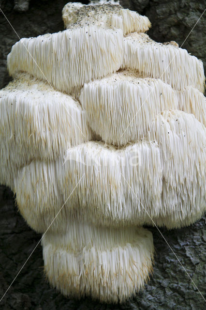 Pruikzwam (Hericium erinaceus)