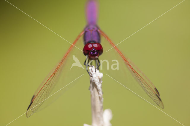 Violet-marked Darter (Trithemis annulata)