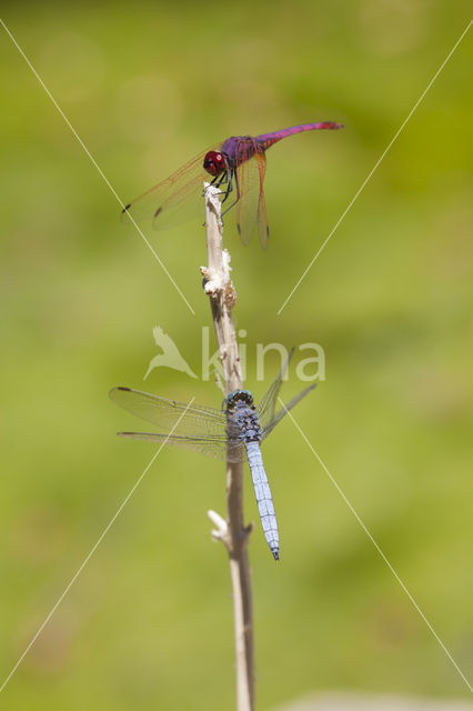 Violet-marked Darter (Trithemis annulata)