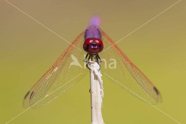 Purperlibel (Trithemis annulata)