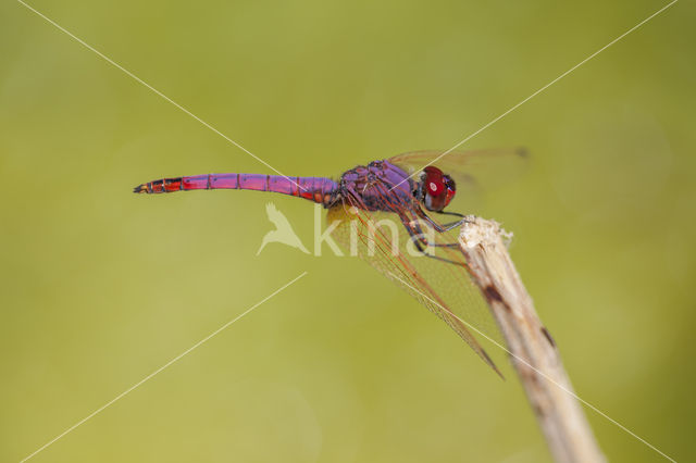 Purperlibel (Trithemis annulata)