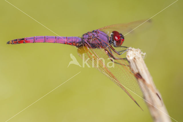 Purperlibel (Trithemis annulata)