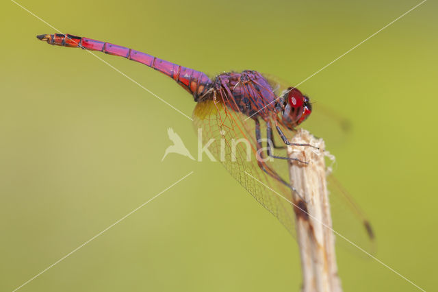 Purperlibel (Trithemis annulata)