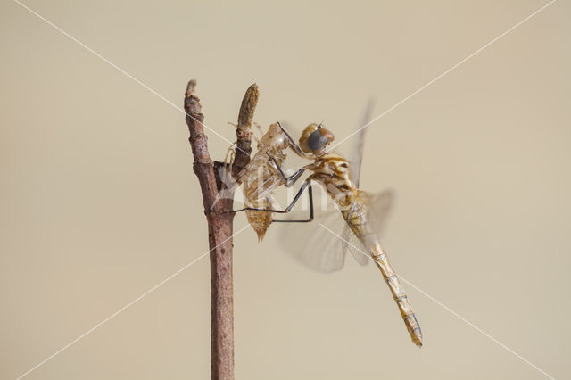 Violet-marked Darter (Trithemis annulata)