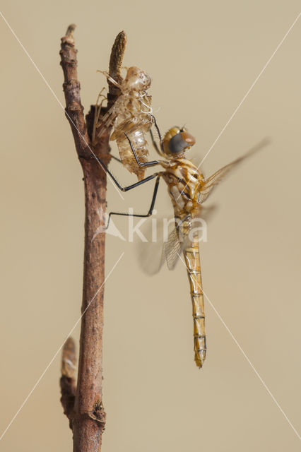 Purperlibel (Trithemis annulata)