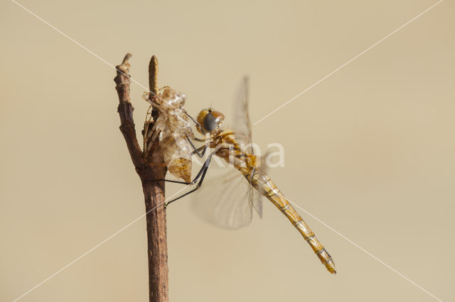 Violet-marked Darter (Trithemis annulata)