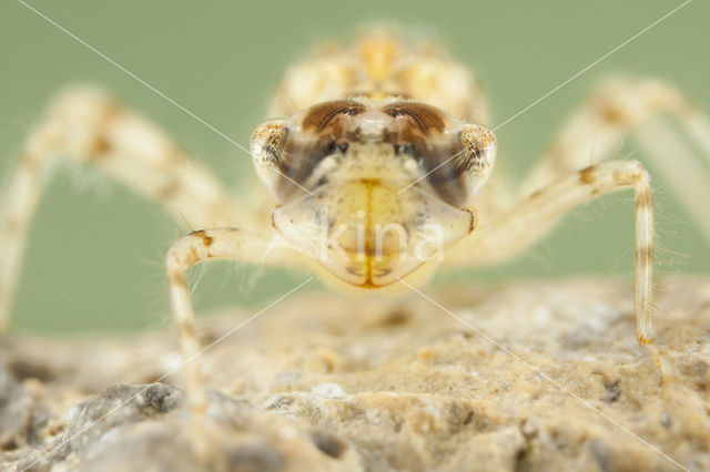 Violet-marked Darter (Trithemis annulata)