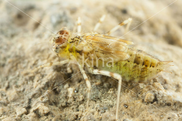 Violet-marked Darter (Trithemis annulata)