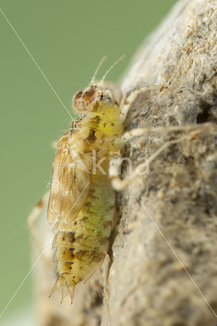 Purperlibel (Trithemis annulata)