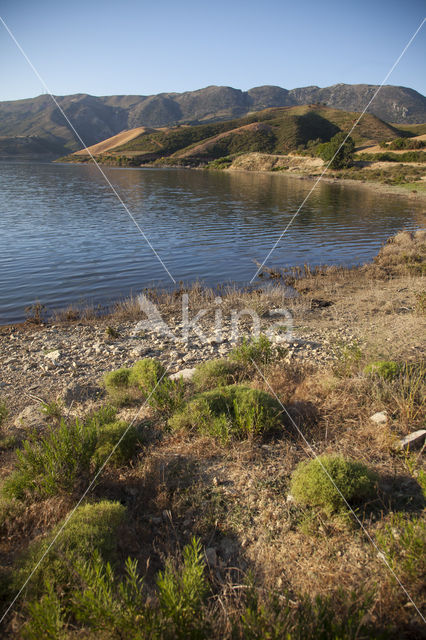 Violet-marked Darter (Trithemis annulata)