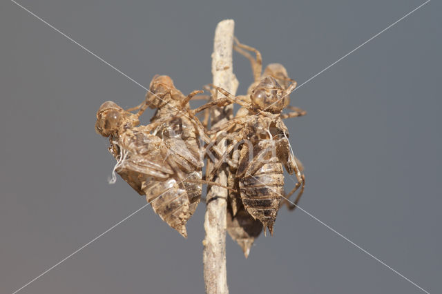 Purperlibel (Trithemis annulata)