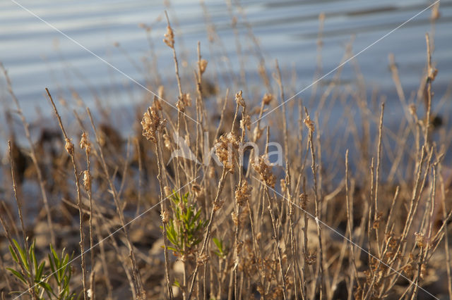 Violet-marked Darter (Trithemis annulata)