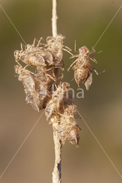 Purperlibel (Trithemis annulata)