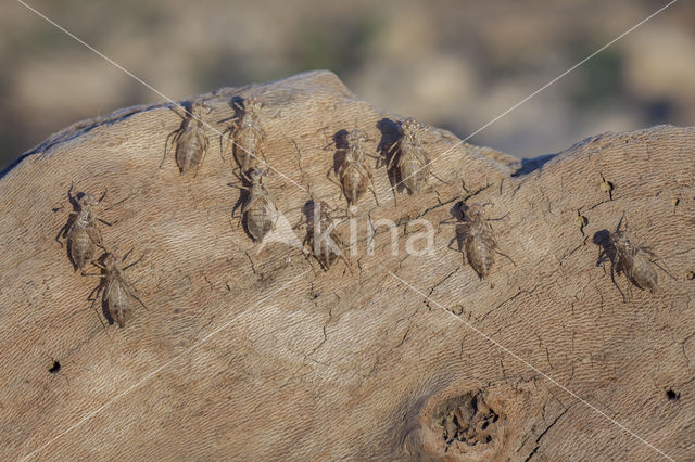 Purperlibel (Trithemis annulata)