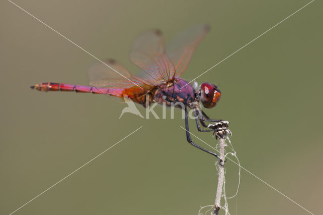 Violet-marked Darter (Trithemis annulata)
