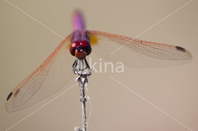 Purperlibel (Trithemis annulata)