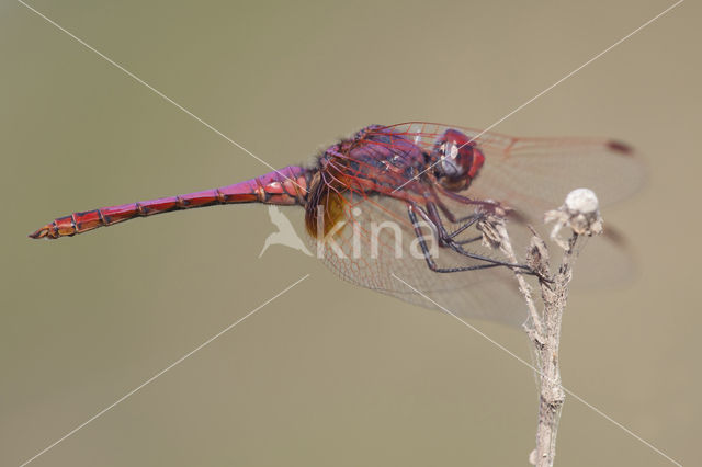 Purperlibel (Trithemis annulata)