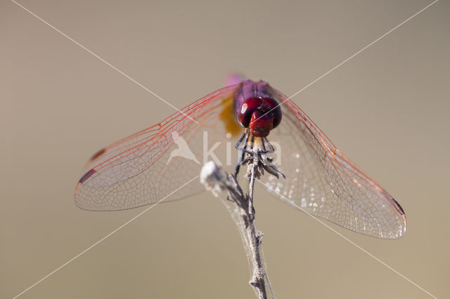 Purperlibel (Trithemis annulata)